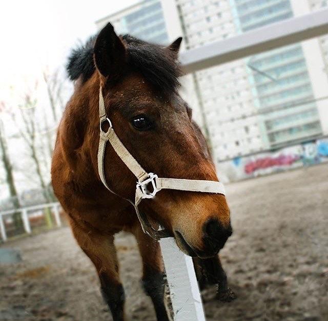 Anden særlig race Lynegaardens Gimpe billede 1