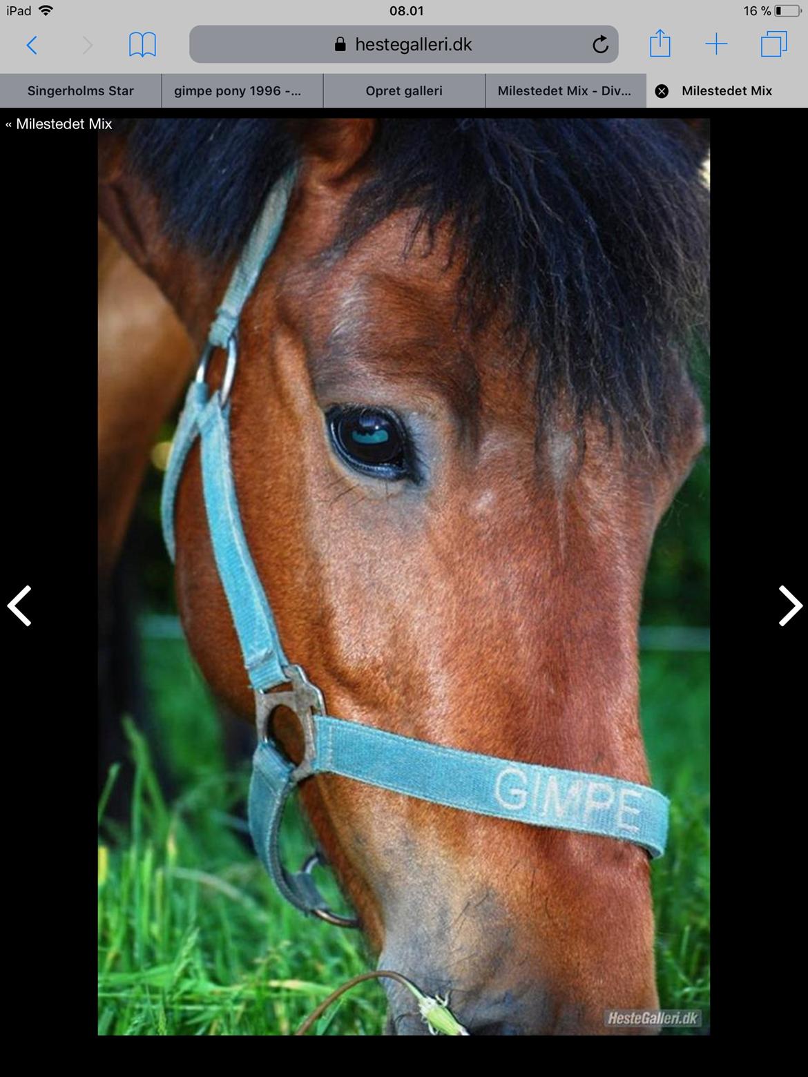 Anden særlig race Lynegaardens Gimpe billede 2