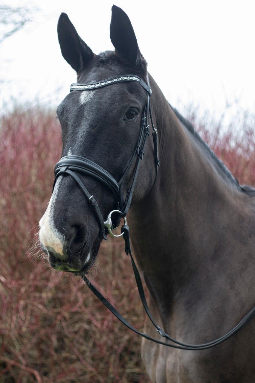 Oldenborg Hr. Man  billede 5