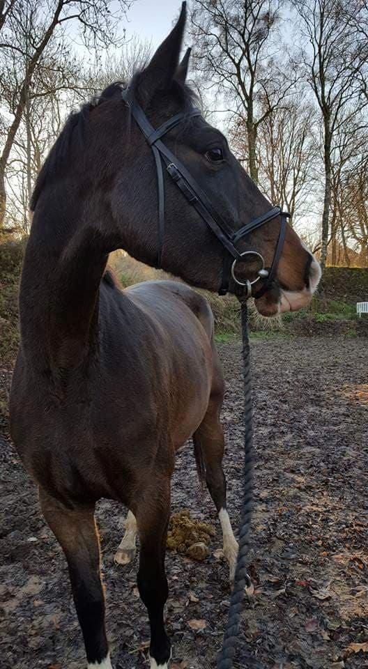 Dansk Varmblod Foulum´s Dia billede 12