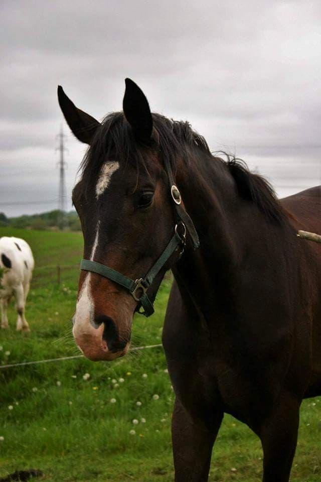 Dansk Varmblod Foulum´s Dia billede 14