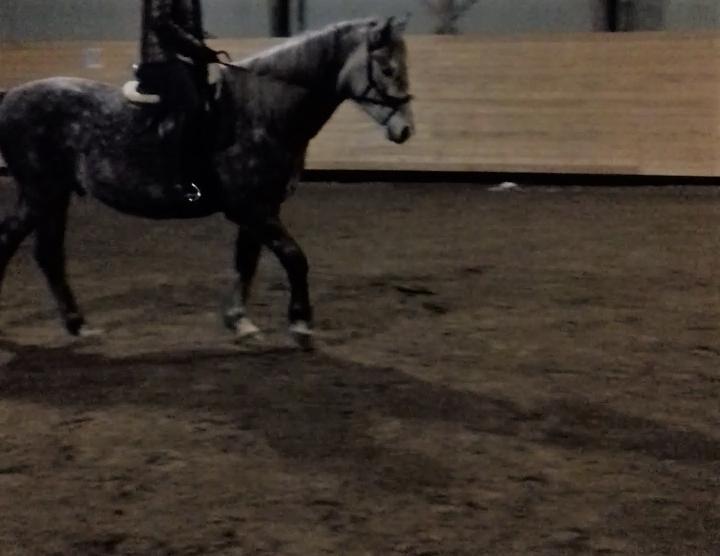 Anden særlig race Dumbledore billede 1