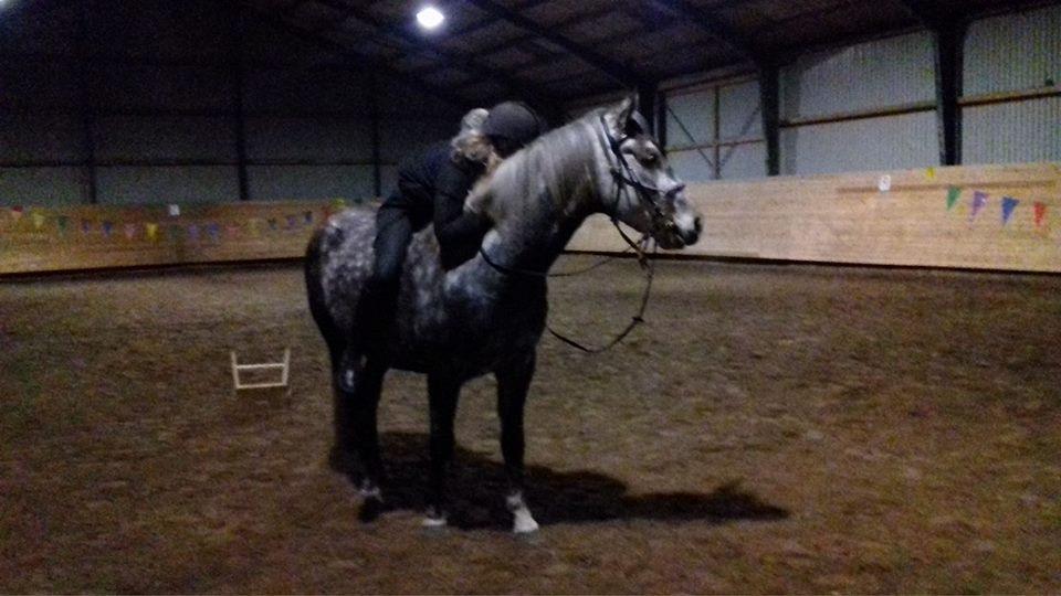 Anden særlig race Dumbledore billede 2