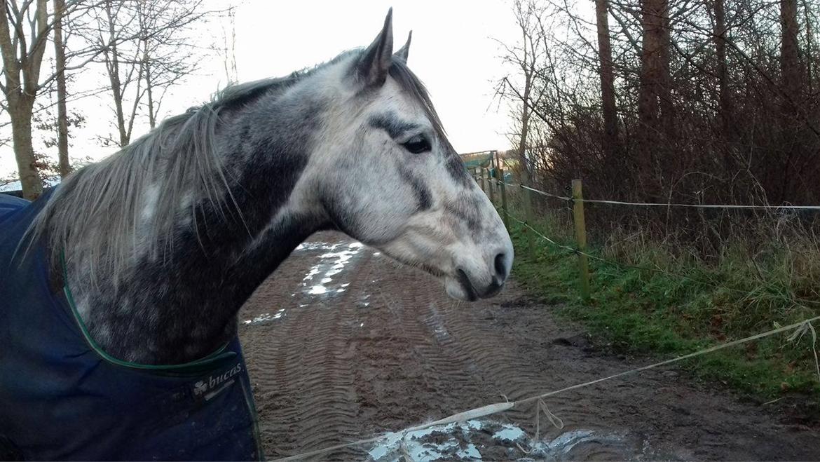 Anden særlig race Dumbledore billede 3