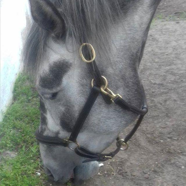 Anden særlig race Dumbledore billede 13