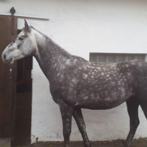 Anden særlig race Dumbledore billede 18