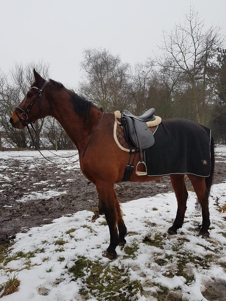 Dansk Varmblod Boston's aspirant (Bosse) billede 7