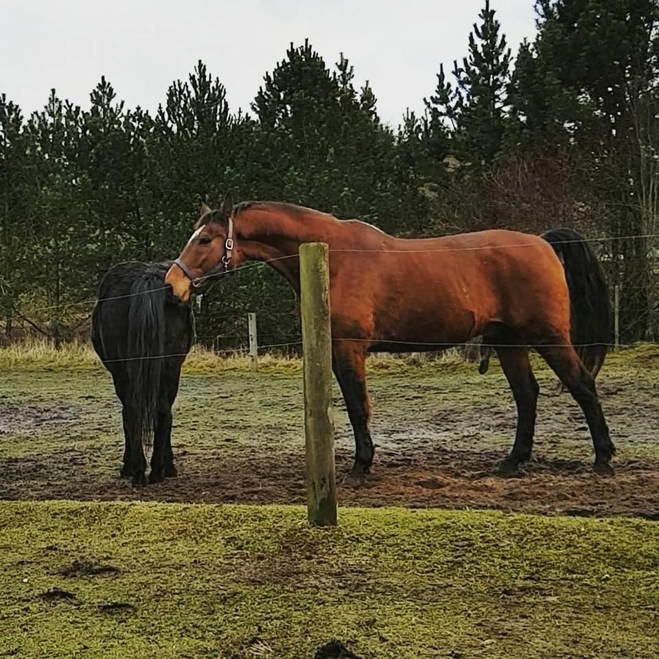 Dansk Varmblod Boston's aspirant (Bosse) billede 9