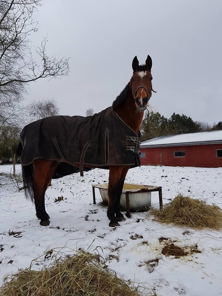 Dansk Varmblod Boston's aspirant (Bosse) billede 10