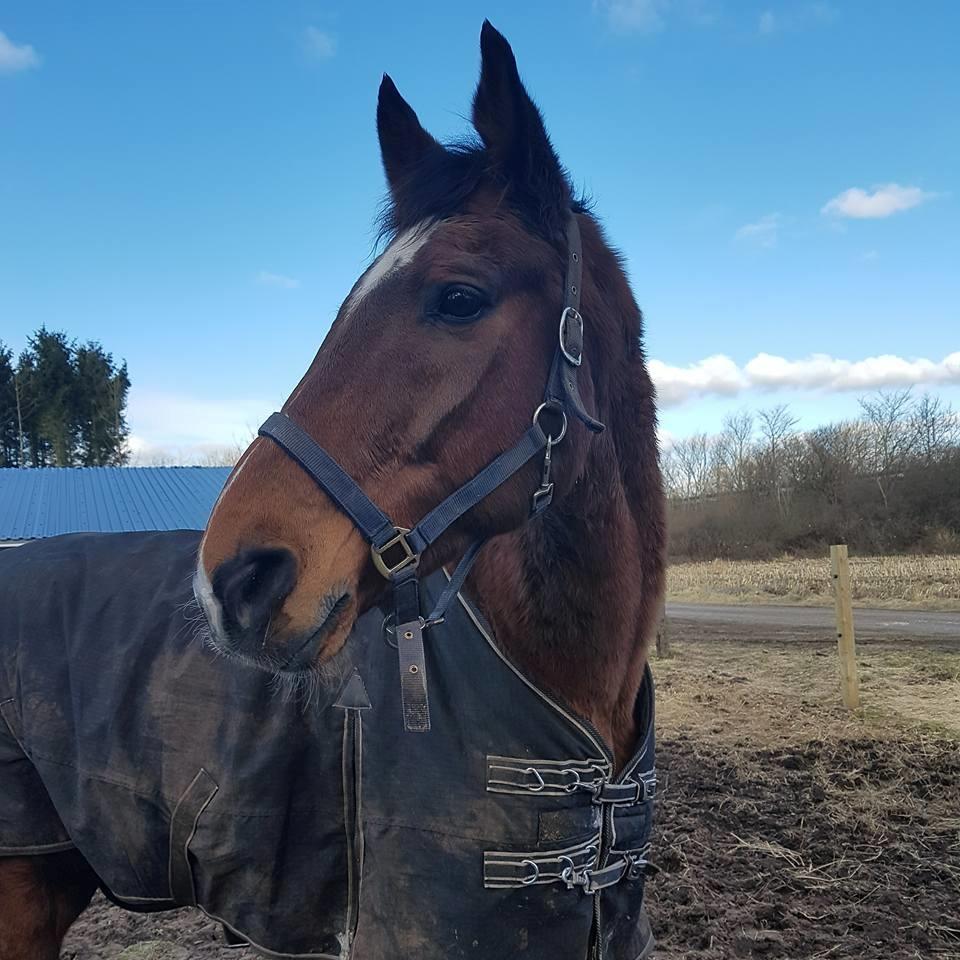 Dansk Varmblod Boston's aspirant (Bosse) billede 6