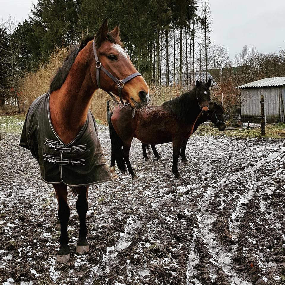 Dansk Varmblod Boston's aspirant (Bosse) billede 4