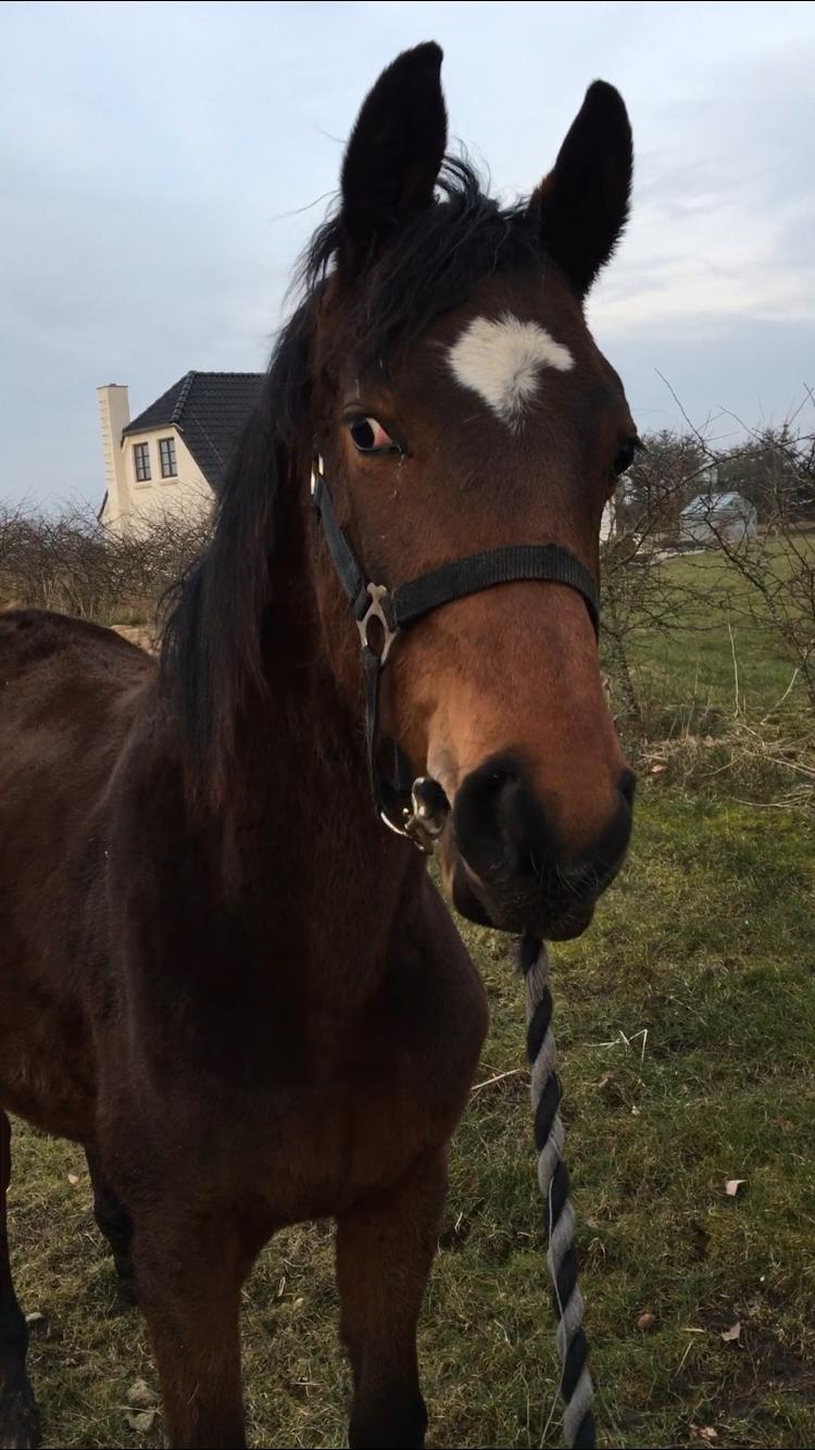 Dansk Varmblod Gammelby's Amadeus billede 1