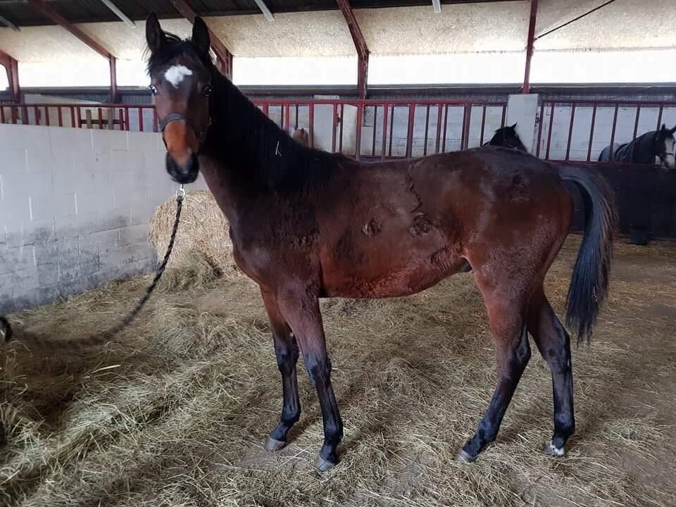 Dansk Varmblod Gammelby's Amadeus billede 2