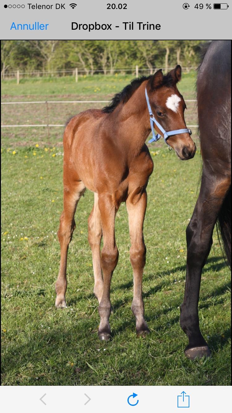Dansk Varmblod Gammelby's Amadeus billede 5