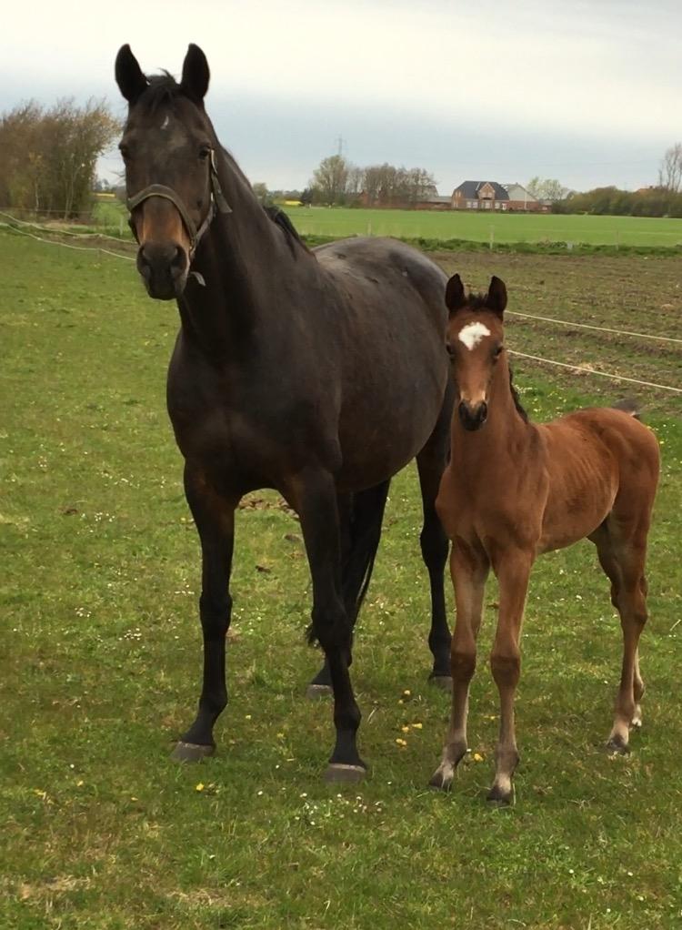 Dansk Varmblod Gammelby's Amadeus billede 8