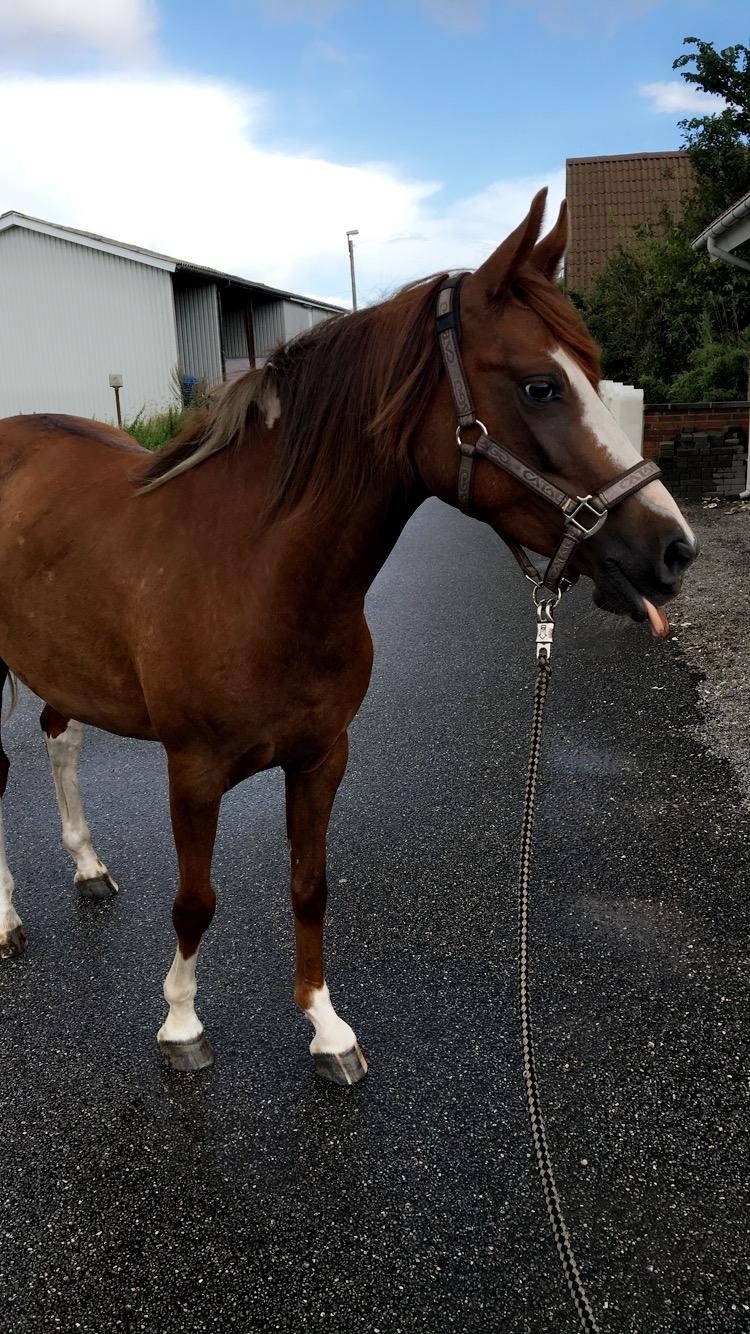 Anden særlig race Whiskey  billede 5