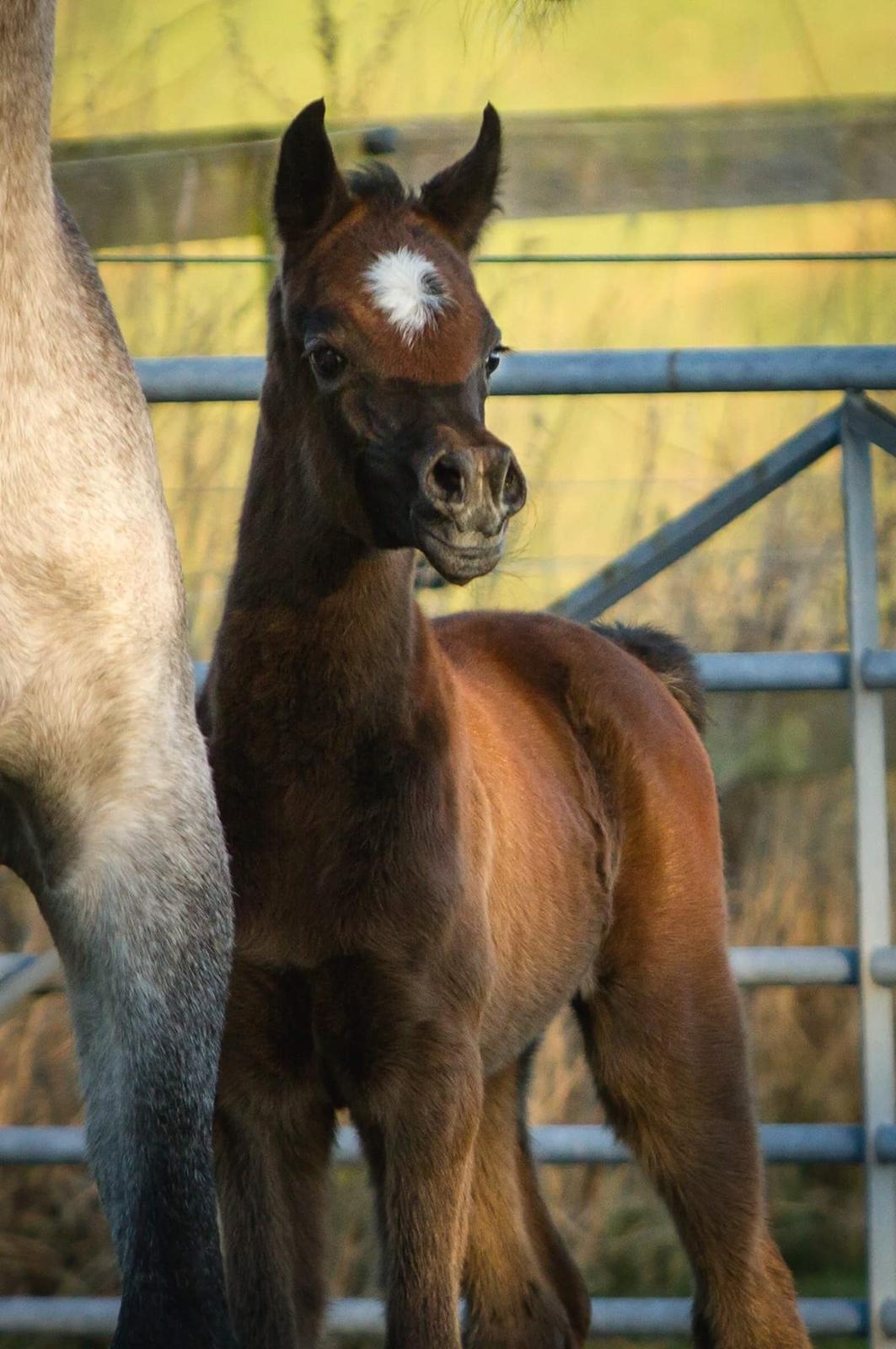 Arabisk fuldblod (OX) Dy Galila billede 1