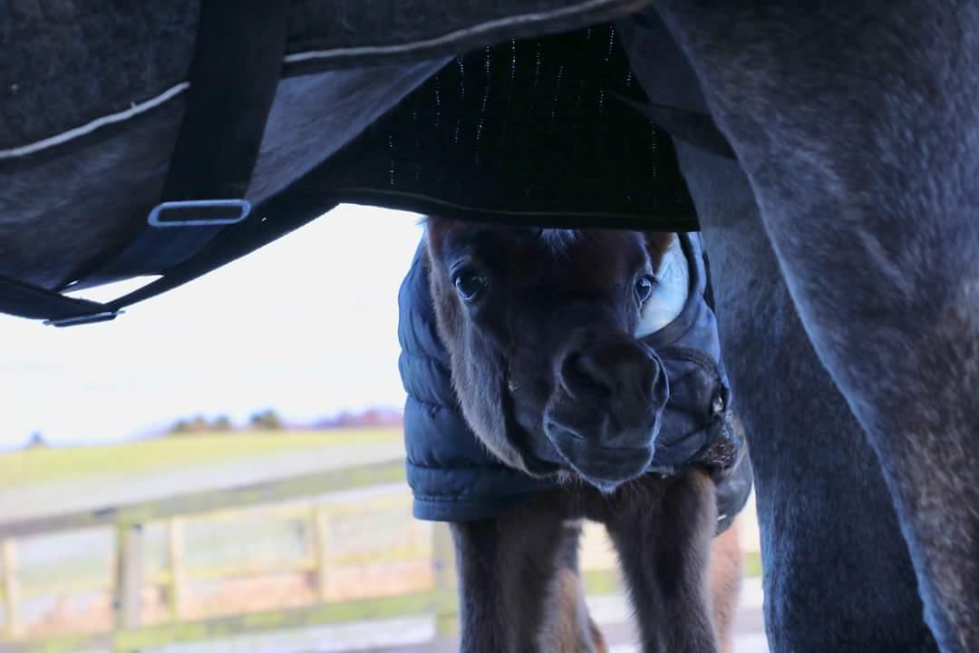 Arabisk fuldblod (OX) Dy Galila billede 5