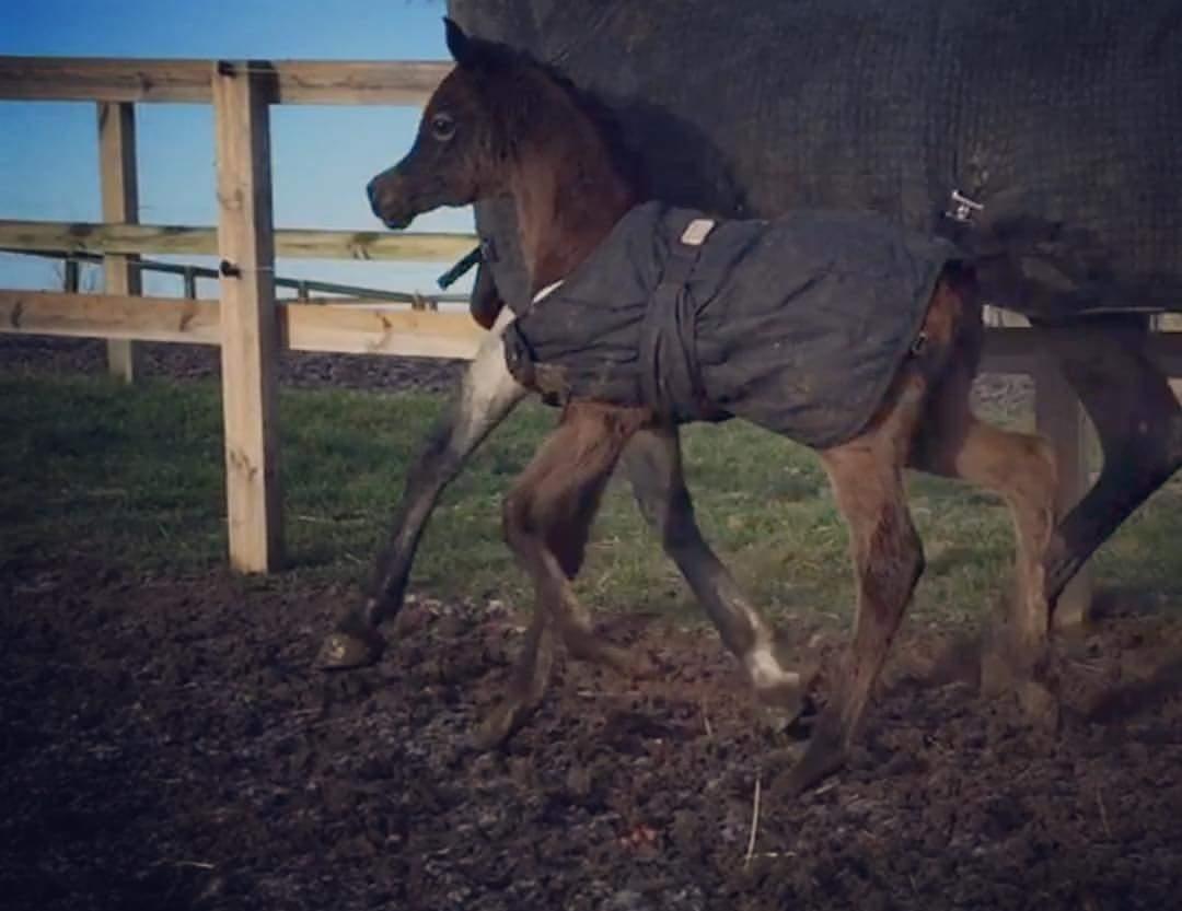 Arabisk fuldblod (OX) Dy Galila billede 7