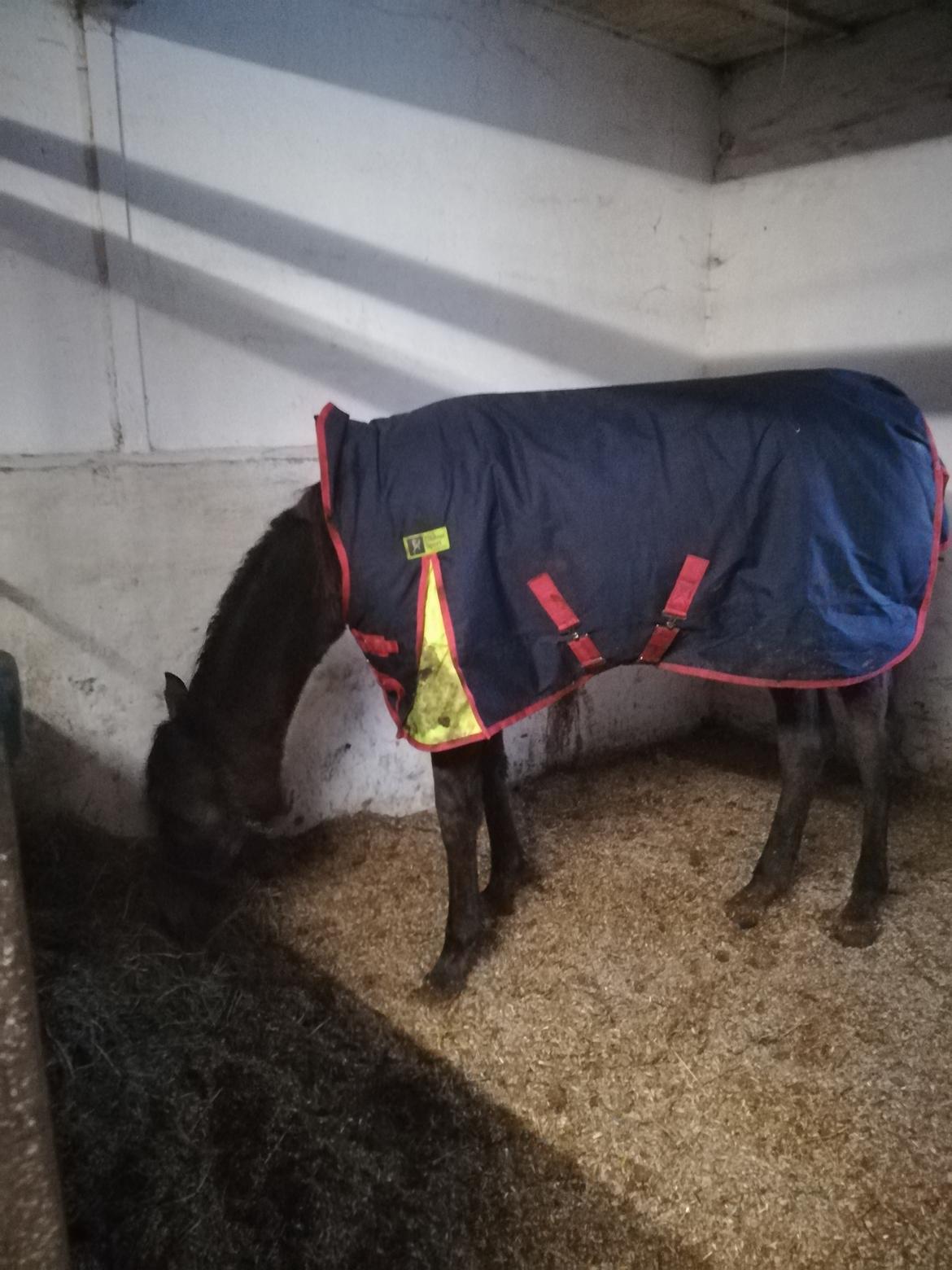 Arabisk fuldblod (OX) Dy Galila billede 10