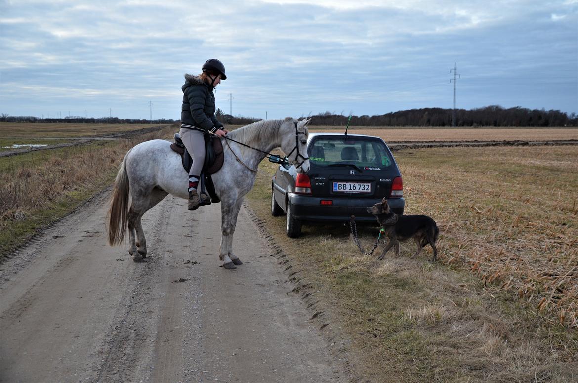 Arabisk fuldblod (OX) Andar el Karmdal  billede 4