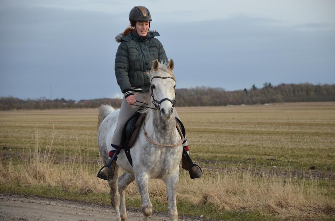 Arabisk fuldblod (OX) Andar el Karmdal  billede 12