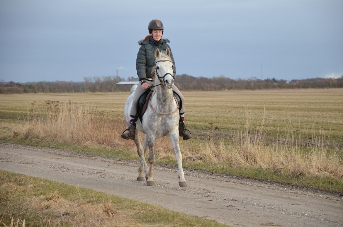 Arabisk fuldblod (OX) Andar el Karmdal  billede 1