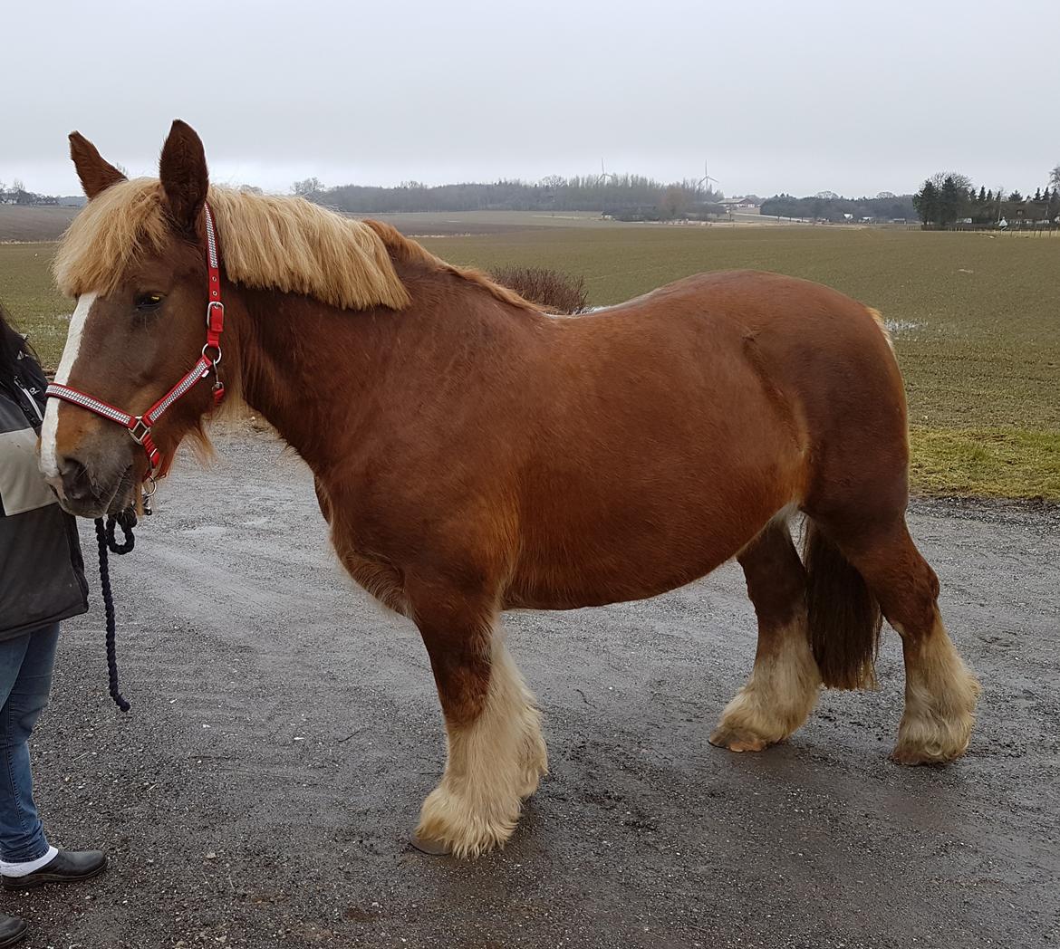 Jyde Helena billede 12