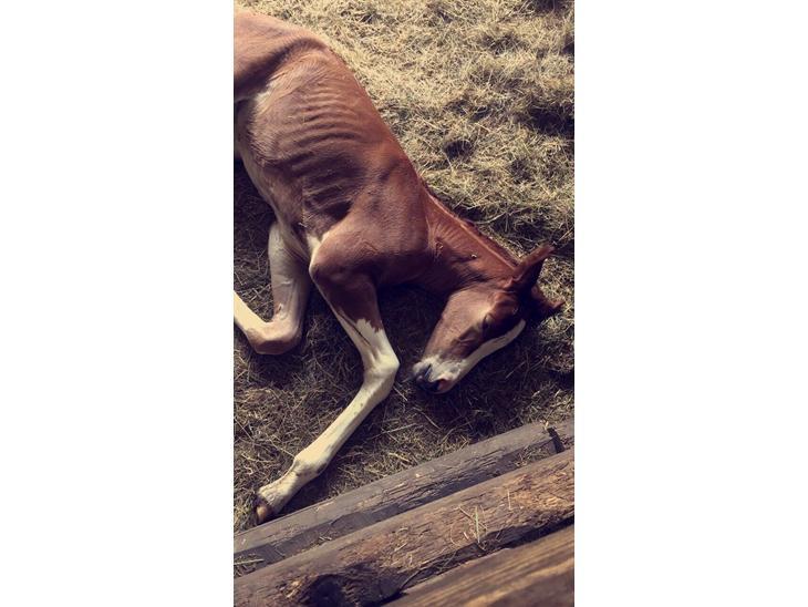 Dansk Varmblod Sakura's Cornelia billede 9