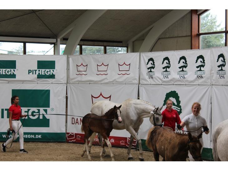 Dansk Varmblod Sakura's Cornelia billede 10