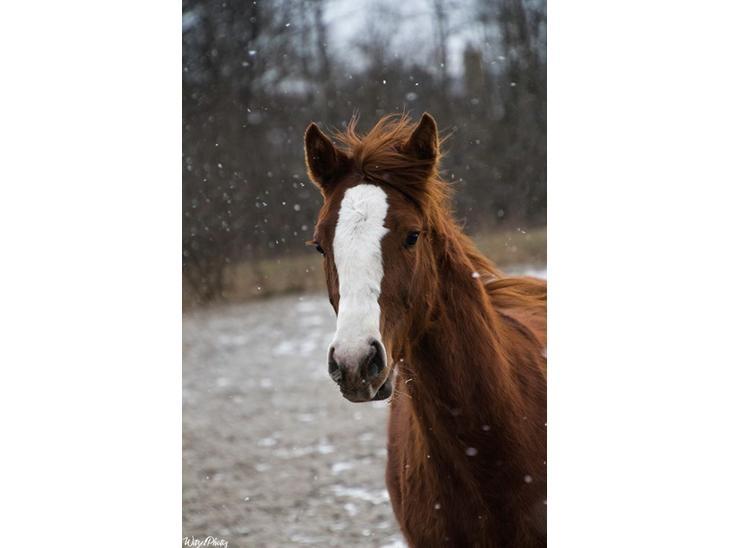 Dansk Varmblod Sakura's Cornelia billede 12