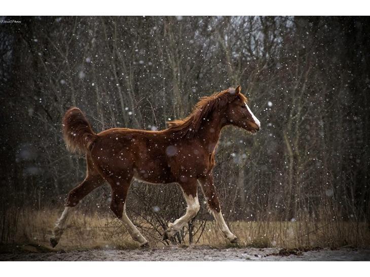 Dansk Varmblod Sakura's Cornelia billede 18
