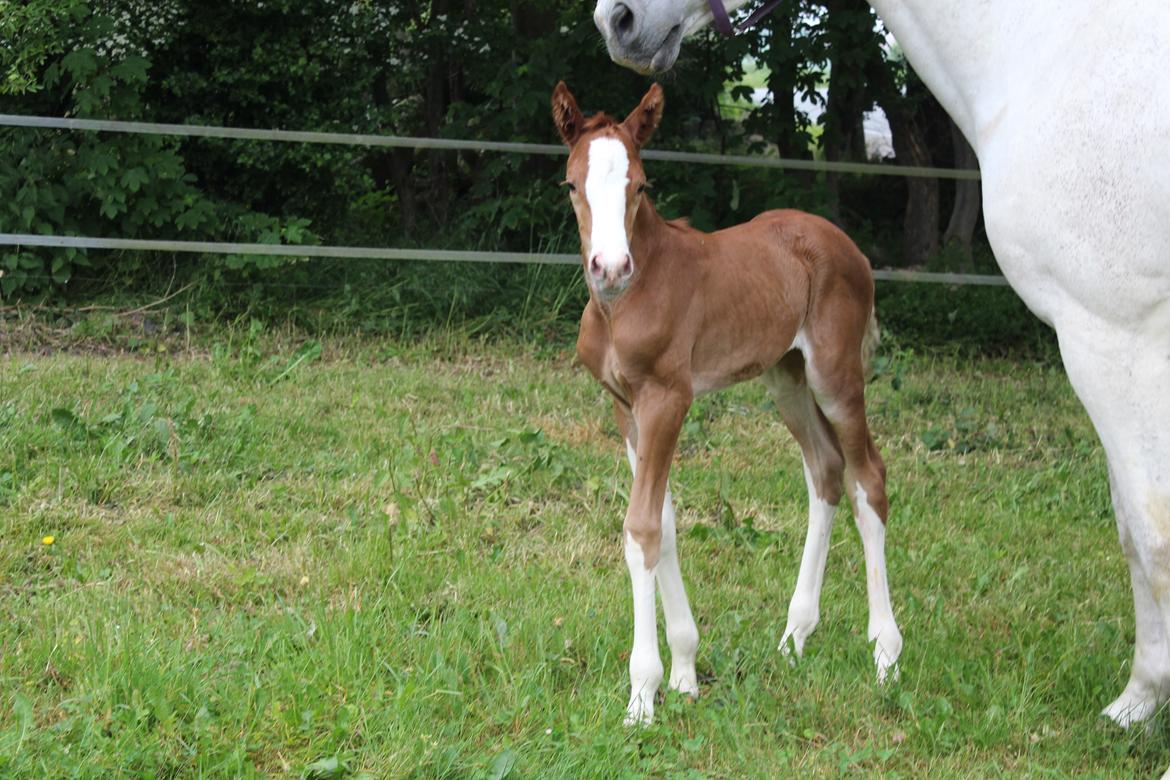 Dansk Varmblod Sakura's Cornelia billede 8