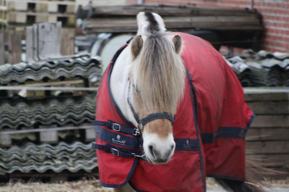 Fjordhest Rimbo møldrup billede 1