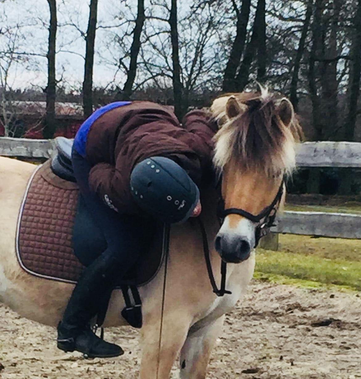 Fjordhest Faust Fyrsø billede 7