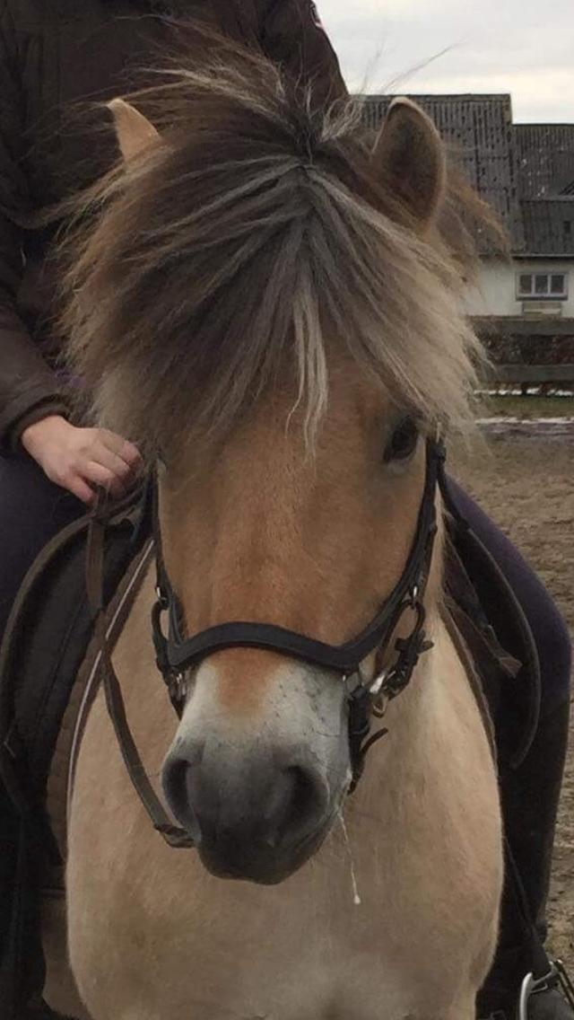 Fjordhest Faust Fyrsø billede 2