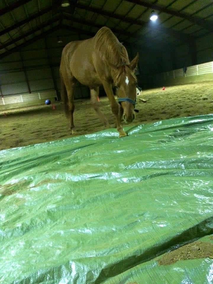 Palomino Holms Mr Dudditss - 2 1/2 år. Han blev så sej til at lege på presenninger! billede 10