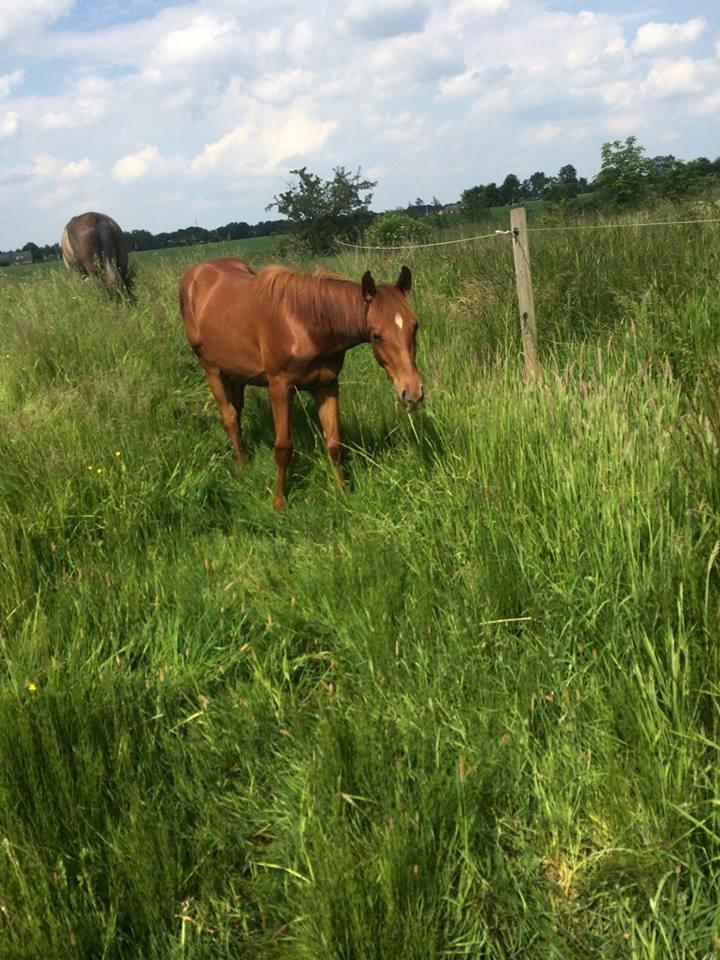 Palomino Holms Mr Dudditss - 1 år gammel billede 11