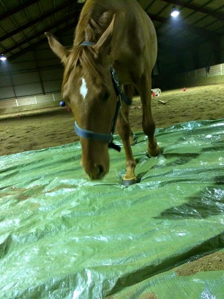 Palomino Holms Mr Dudditss billede 14