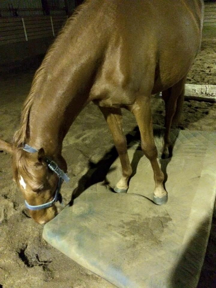 Palomino Holms Mr Dudditss - 2 1/2 år gammel, var sej til at prøve alting billede 15