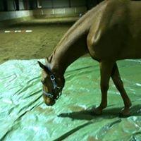 Palomino Holms Mr Dudditss billede 16