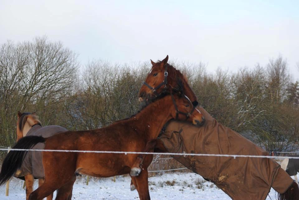 Palomino Holms Mr Dudditss - Hans gode legekammerat Phønix billede 17