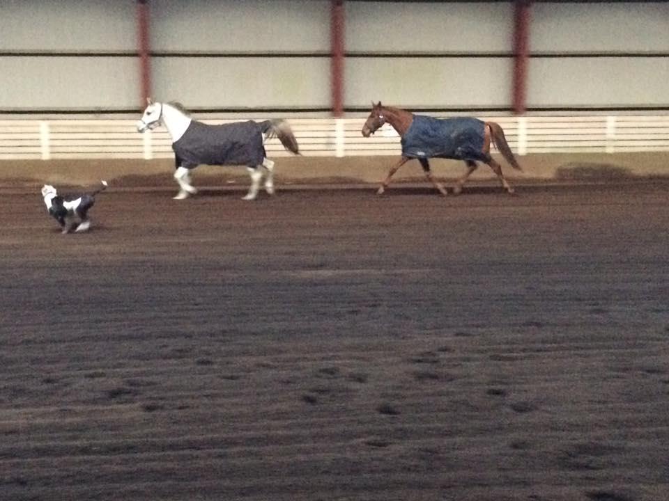 Palomino Holms Mr Dudditss - Ude og lege med Medon billede 20
