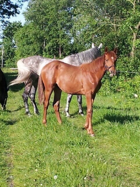 Palomino Holms Mr Dudditss - 1 år gammel billede 12