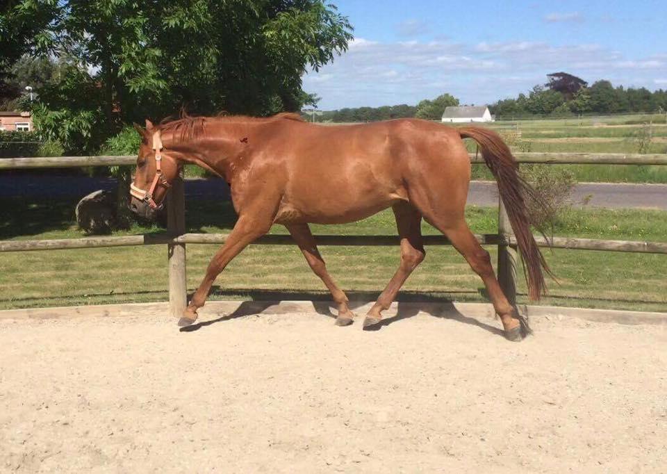 Palomino Holms Mr Dudditss - Hos hans nye ejer, 4 år gammel, han er blevet så smuk og lækker billede 19