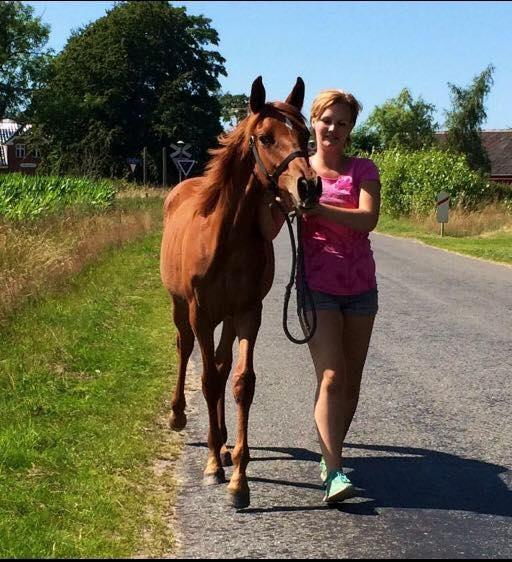 Palomino Holms Mr Dudditss - 1 år gammel, på første gåtur efter smed i fremmed stald, så dygtig billede 18