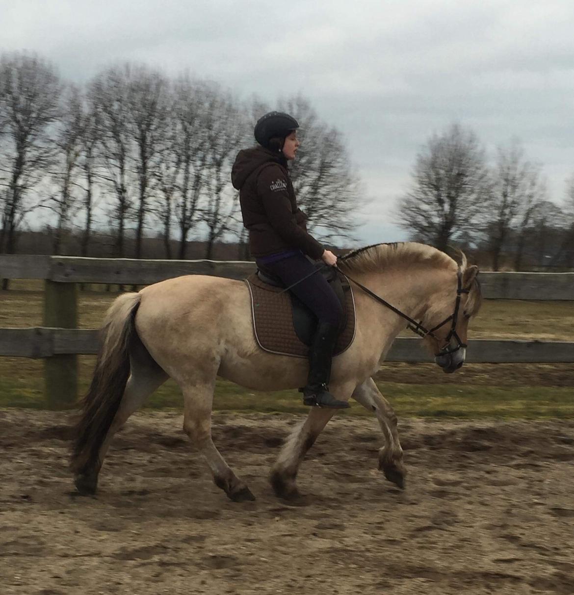 Fjordhest Faust Fyrsø billede 12