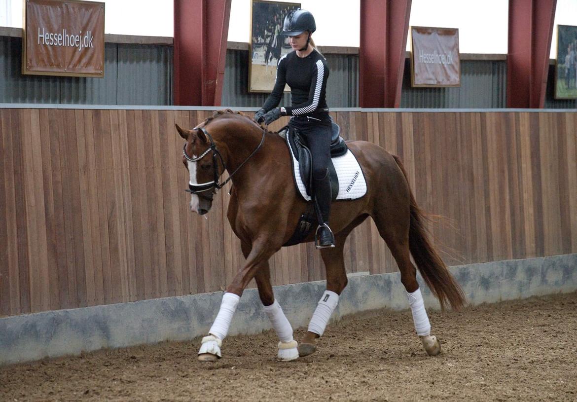 Dansk Varmblod Hejbøls dea'de - Taget af Per Torp billede 2