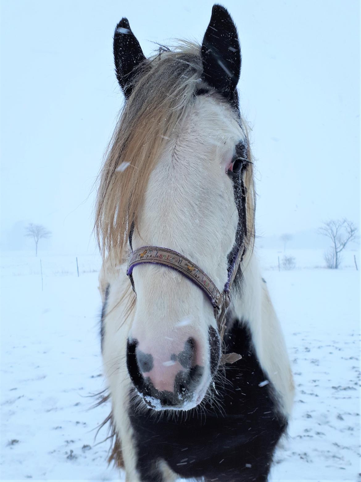 Drumhorse Alanas Dunja et Drumhorse Giant - Marts 2018 billede 15