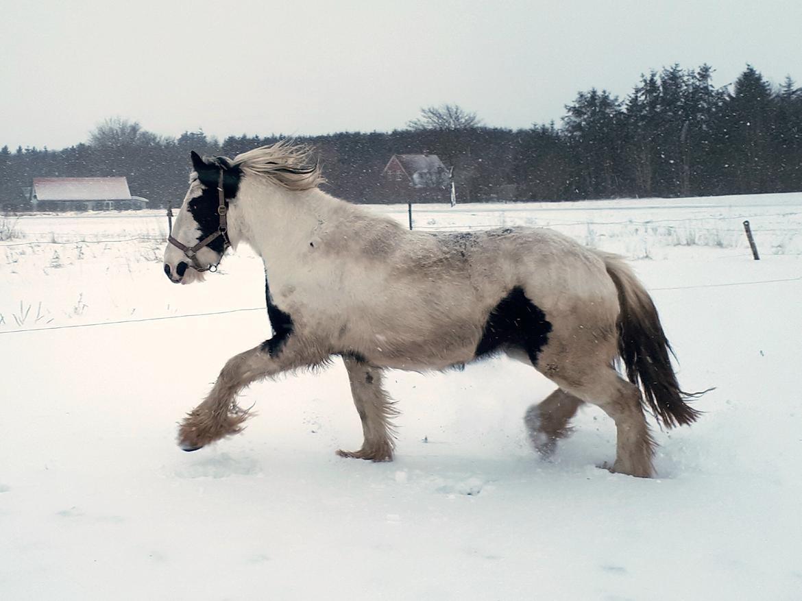 Drumhorse Alanas Dunja et Drumhorse Giant - Marts 2018 billede 16